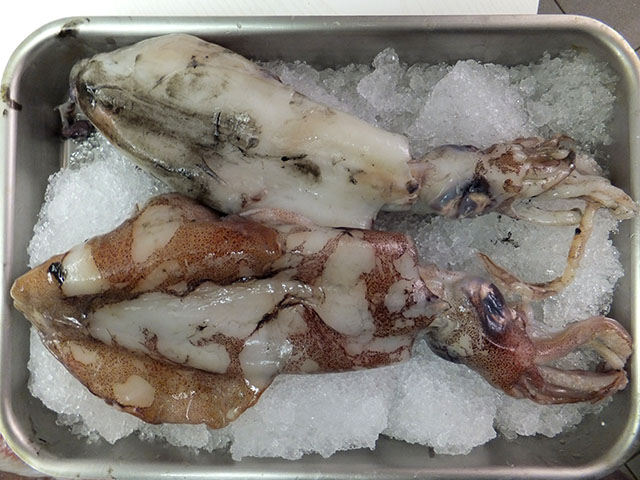 Tintenfisch (Calamares)